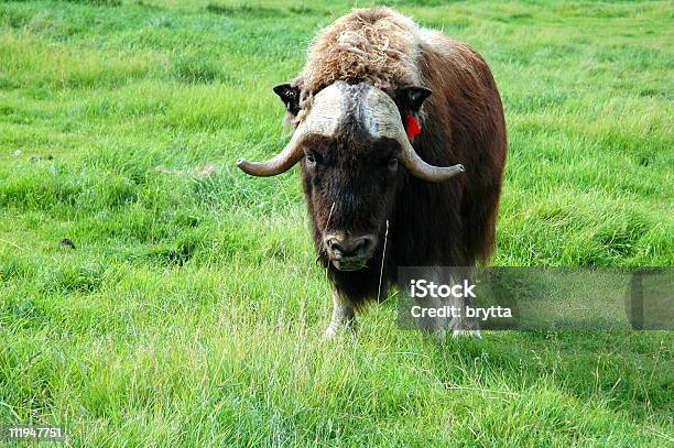 Moschusochse Ovibos Moschatus Stockfoto und mehr Bilder von Agrarbetrieb - Agrarbetrieb, Alaska - US-Bundesstaat, Arktis