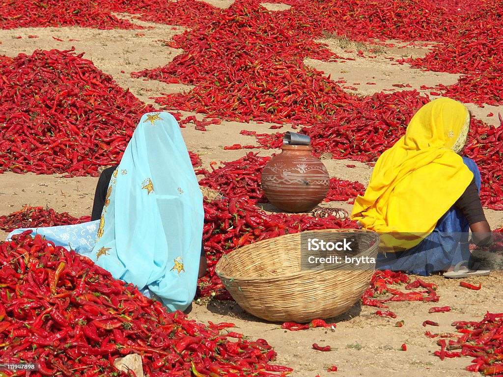 Indian chers inspection rouge Piments - Photo de Ferme - Aménagement de l'espace libre de droits