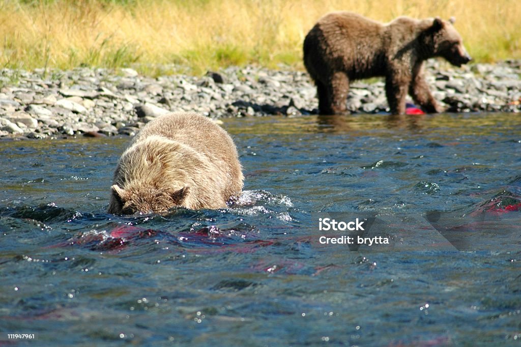 Ursos pardos - Foto de stock de Riacho royalty-free