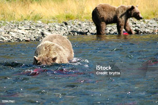 Foto de Ursos Pardos e mais fotos de stock de Riacho - Riacho, Salmão - Animal, Urso