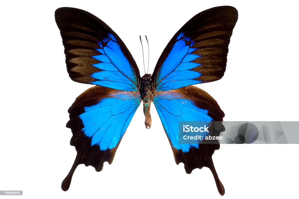 Blue Ulysses Butterfly  Ulysses Butterfly Stock Photo