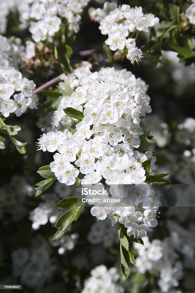 Albero di fiori di Biancospino - Foto stock royalty-free di Biancospino