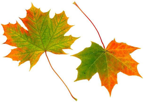 가을 낙엽 - maple leaf green isolated 뉴스 사진 이미지