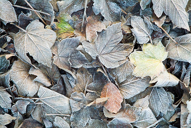 istock Autumn leaves with frost 111950795