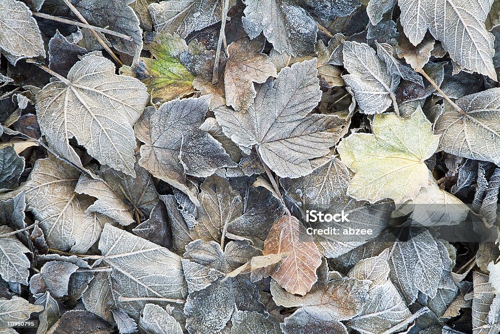 Folhas de outono com gelo - Foto de stock de Bordo-pseudoplátano royalty-free