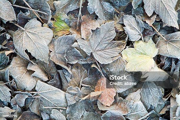 Foto de Folhas De Outono Com Gelo e mais fotos de stock de Bordo-pseudoplátano - Bordo-pseudoplátano, Bosque - Floresta, Congelado