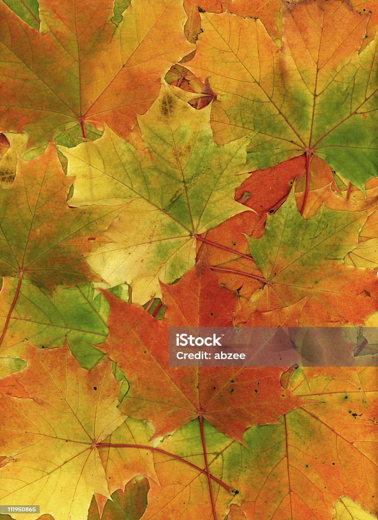 Fondo de hojas de otoño multicolored - Foto de stock de Arreglo libre de derechos