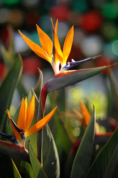 Birds of paradise with a christmas tree in the background