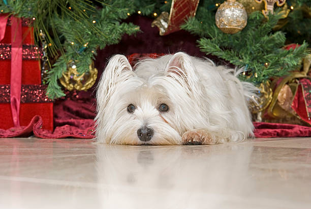 istock West Highland Dog Waiting for Santa 111952740