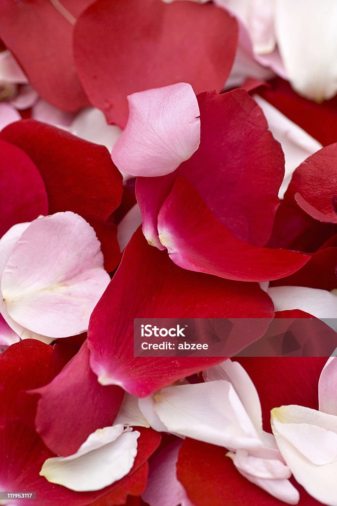 Rote und weiße rose petal Hintergrund - Lizenzfrei Blume Stock-Foto