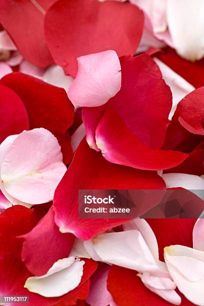 Blanco Y Rojo Rosa Pétalos En El Fondo Foto de stock y más banco de imágenes de Amor - Sentimiento - Amor - Sentimiento, Arreglo, Arreglo floral