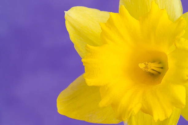 Edited close up of a white daffodil in the park in Delft