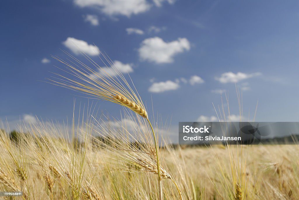 Oreille de blé sur le terrain - Photo de Agriculture libre de droits