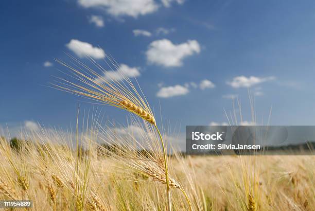 Orecchie Di Grano Sul Campo - Fotografie stock e altre immagini di Agricoltura - Agricoltura, Ambientazione esterna, Campo