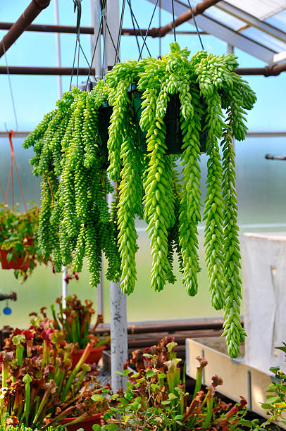 istock Greenhouse Succulents 111956494