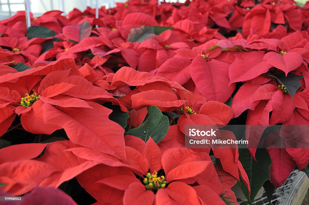 Estufa Poinsettias vermelhas - Foto de stock de Bico-de-Papagaio royalty-free