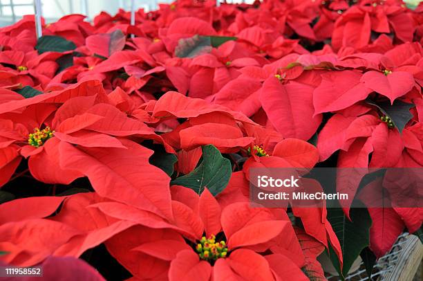 Foto de Estufa Poinsettias Vermelhas e mais fotos de stock de Bico-de-Papagaio - Bico-de-Papagaio, Dia, Espaço para Texto