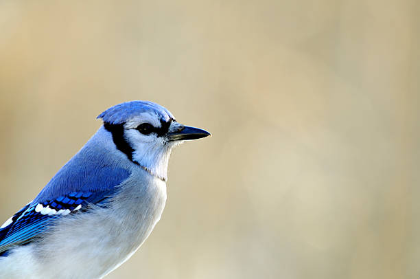istock Bluejay Telephoto with Copyspace 111959004