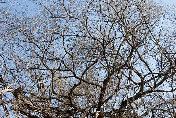 Intricate patterns emerge against the blue sky as bare winter branches weave a mesmerizing tapestry of nature's artistry and seasonal transition.