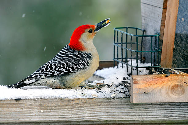 istock Red-Bellied Woodpecker with Corn 111959123