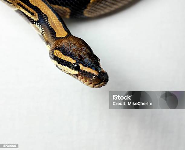 Piłka Python Strażników Koszulka Copyspace - zdjęcia stockowe i więcej obrazów Wąż - Wąż, Zawinięty, Bez ludzi