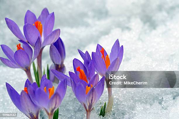 Photo libre de droit de Printemps Crocuses Dans La Neige banque d'images et plus d'images libres de droit de Crocus - Crocus, Neige, Crocus jaune