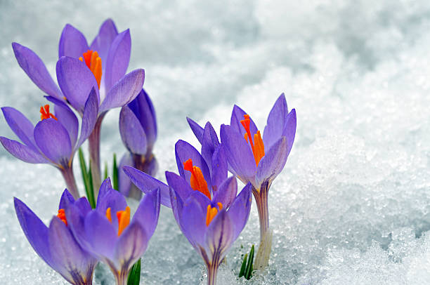 istock Purple Crocuses growing up on snow 111961132