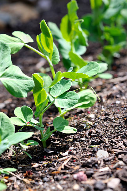 istock Snow Pea Seedlings Closeup 111961791
