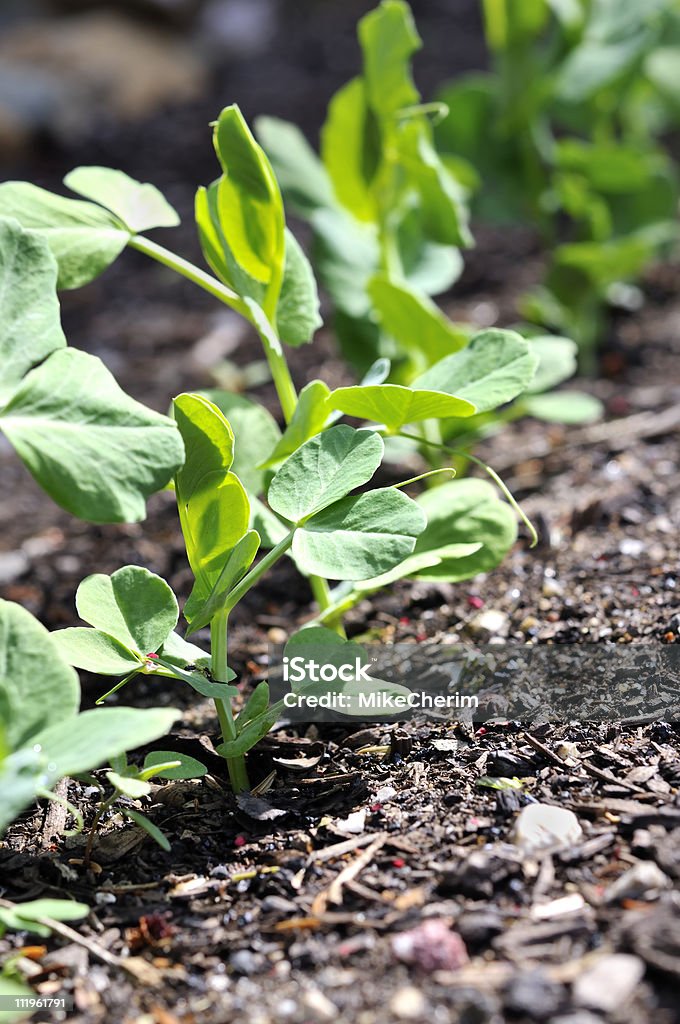 Snow Pea Seedlings Closeup  Arrangement Stock Photo