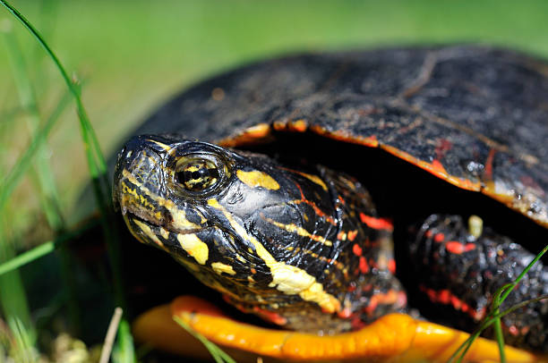 istock Aloof Painted Turtle Looks Away 111962386