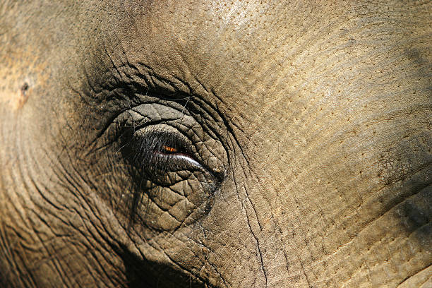 istock Eye of an elephant 111963114