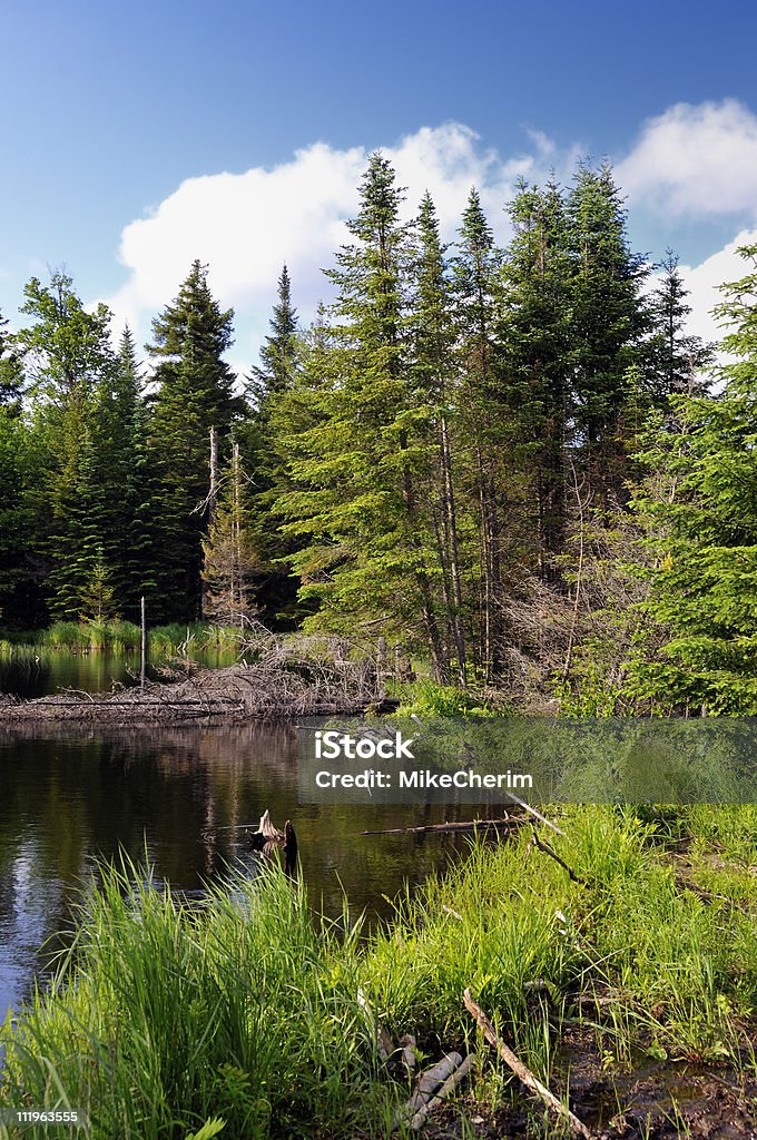 Coperto di vegetazione North Country Beaver bene - Foto stock royalty-free di Acqua