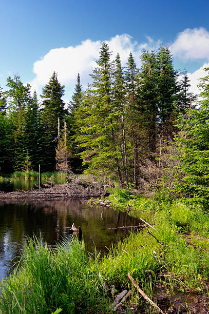istock Overgrown North Country Beaver Damn 111963555