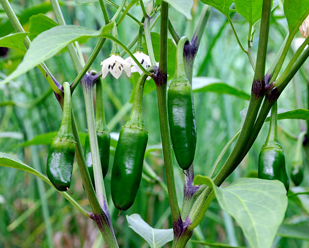 Jalapeno Peppers Growing in a Garden stock photo