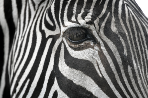 Close up Abstract of a Zebra. shallow depth of fiield.
