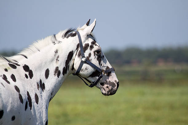 istock close-up of a horse 111964427