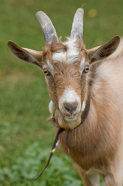 istock Portrait of a goat. 111965495