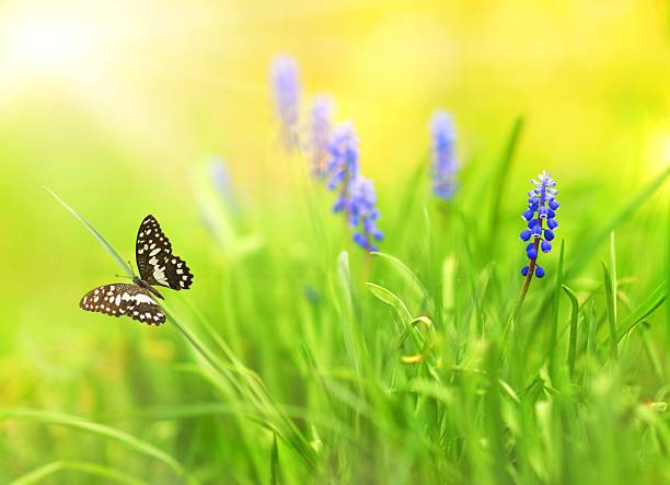 istock Beautiful blue flowers on a meadow (shallow DoF) 111968523