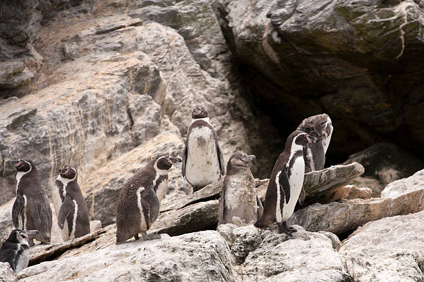 Magellanic penguin watching with curious expression