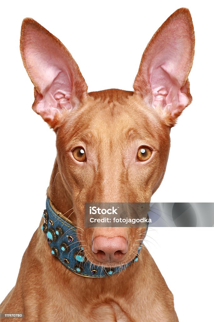 Pharaoh hound Nahaufnahme portrait - Lizenzfrei Braun Stock-Foto