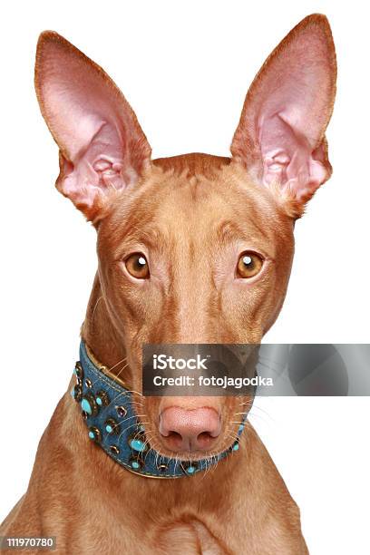 Perro Del Faraón Retrato De Primer Plano Foto de stock y más banco de imágenes de Animal - Animal, Animal joven, Cachorro - Perro