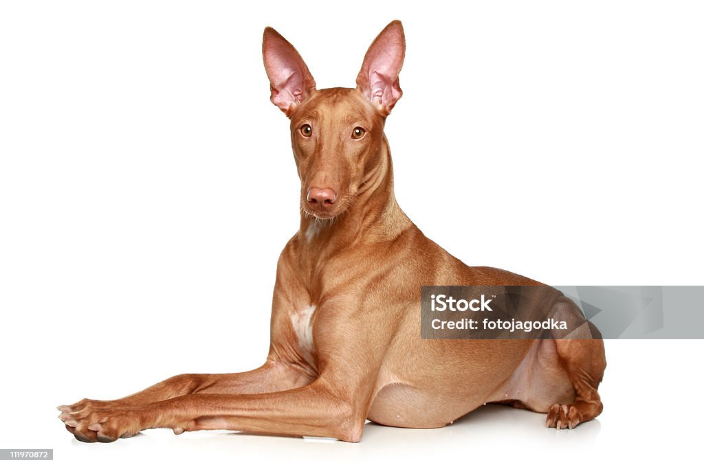 Фараонова собака лежа на белом фоне - Стоковые фото Собака роялти-фри
