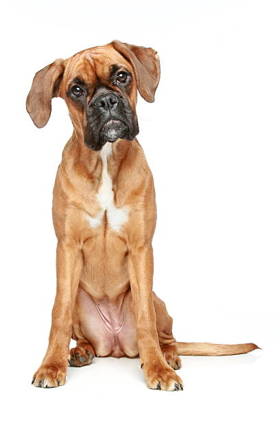 istock Funny boxer puppy sitting on a white background 111970884