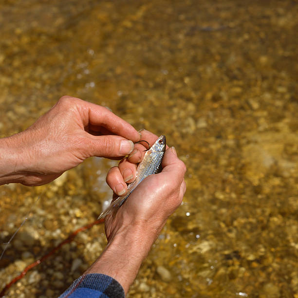 Fishing bait. stock photo