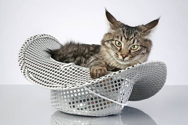 Isolated cat wearing cone cap. Pet themed concept for party celebration, holidays, birthday or new year. 17 years old senior cat, tabby.  Selective focus.