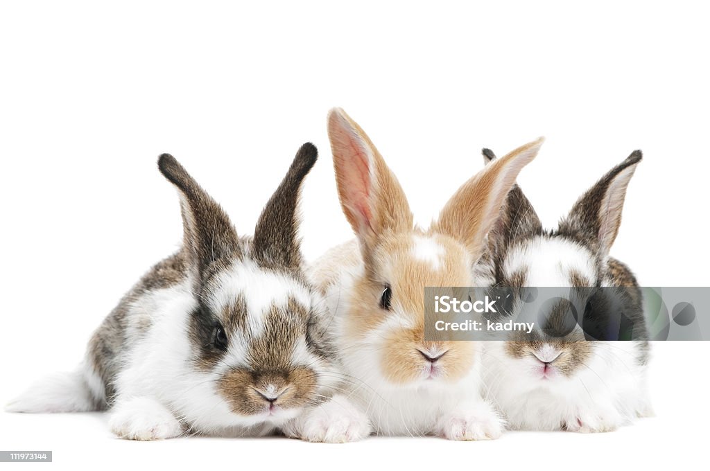 Tres jóvenes bebé conejo aislado - Foto de stock de Conejo - Animal libre de derechos