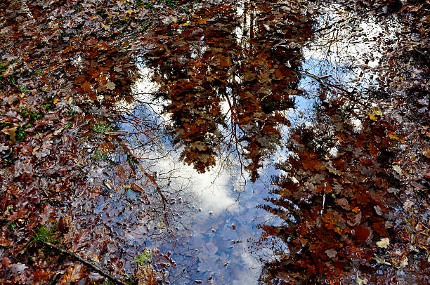 Fall reflection stock photo