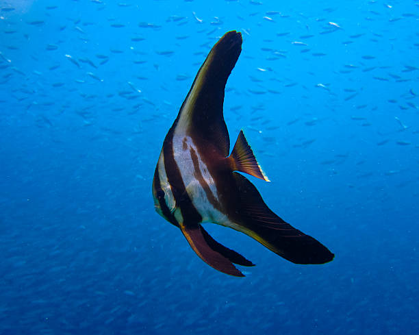 Juvenile Batfish  longfin spadefish stock pictures, royalty-free photos & images