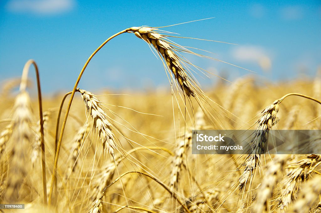 Orelhas de trigo maduro - Foto de stock de Agricultura royalty-free