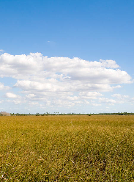 istock Landscape in the Everglades 111978410